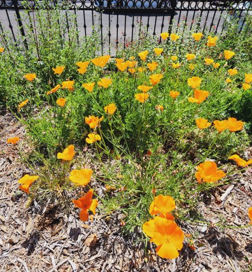 California Poppy