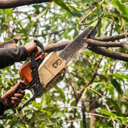 tree trimming